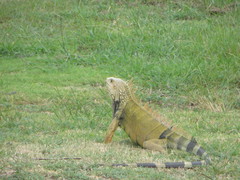 Iguana iguana