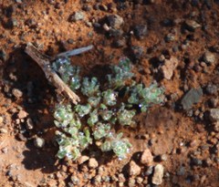 Lasiopogon