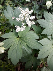 Rodgersia