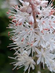 Tiarella