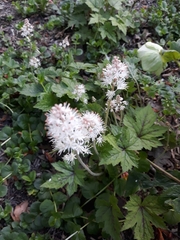 Tiarella