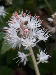 Tiarella