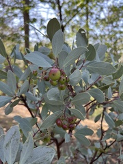 Arctostaphylos mewukka