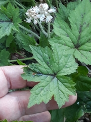 Tiarella