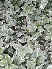 Magnoliopsida