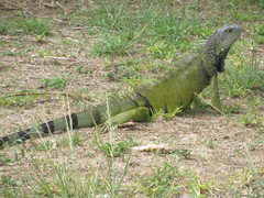 Iguana iguana