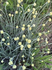 Helichrysum stoechas
