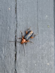 Phymatodes