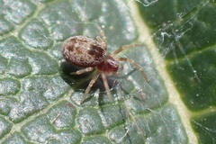 Dictyna