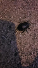 Oryctes nasicornis corniculatus