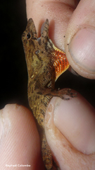 Anolis wilsoni