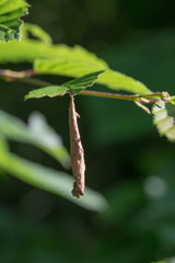 Apoderus coryli