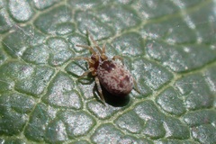 Dictyna