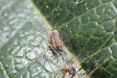 Dictyna