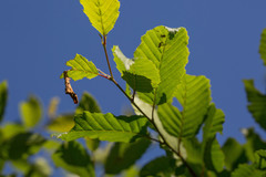 Apoderus coryli