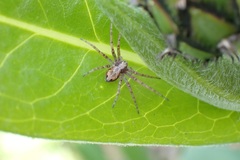 Philodromus aureolus