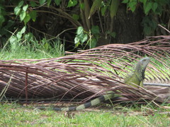 Iguana iguana