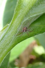 Philodromus aureolus