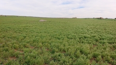 Vicia ervilia