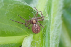 Philodromus aureolus