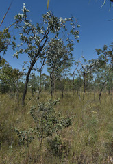 Acacia humifusa