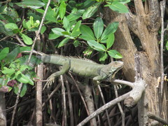 Iguana iguana