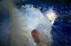 Psenes arafurensis