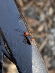 Phymatodes