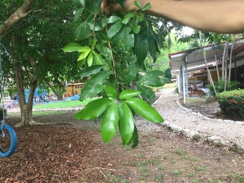 Zygia longifolia - Whole tree