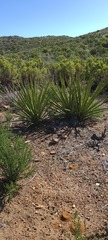Yucca schidigera