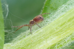 Philodromus aureolus