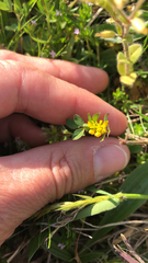 Trifolium dubium