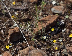 Hesperolinon spergulinum