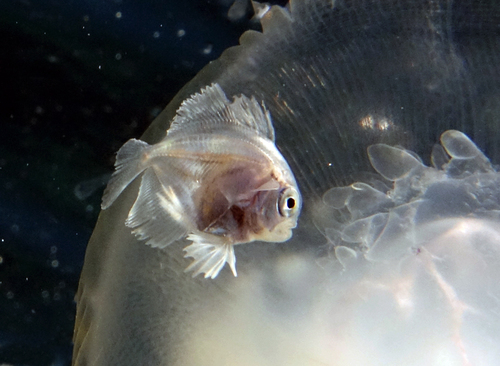 Arafura driftfish (Psenes arafurensis) — Nomeidae