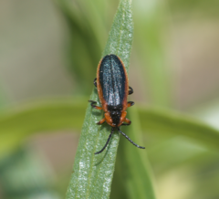Lucaina marginata