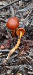Cortinarius persplendidus