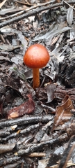 Cortinarius persplendidus