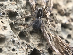 Pardosa palustris