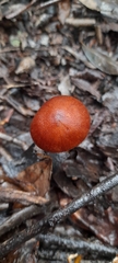Cortinarius persplendidus