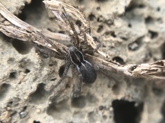 Pardosa palustris