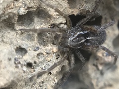 Pardosa palustris
