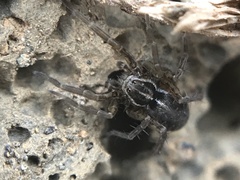 Pardosa palustris