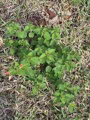 Lantana camara