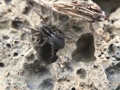 Pardosa palustris
