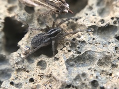 Pardosa palustris
