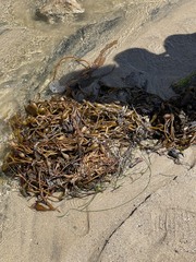 Macrocystis pyrifera