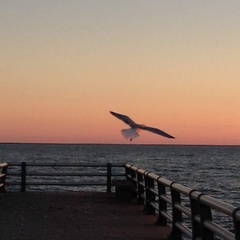 Larus argentatus