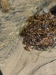 Macrocystis pyrifera