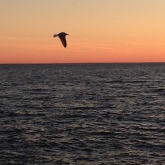 Larus argentatus