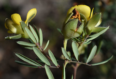 Gompholobium nitidum